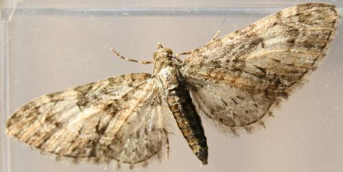 Eupithecia sp.