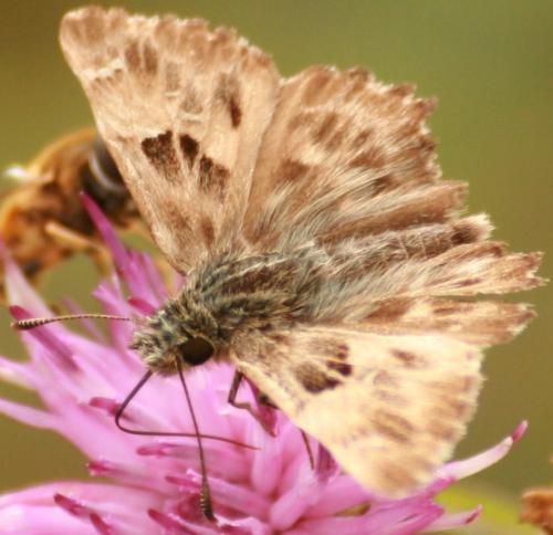 Carcharodus alceae