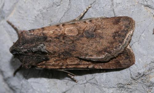 Réf. 42 234 : Peridroma saucia