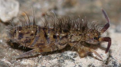Réf. 42 159 : Orchesella villosa