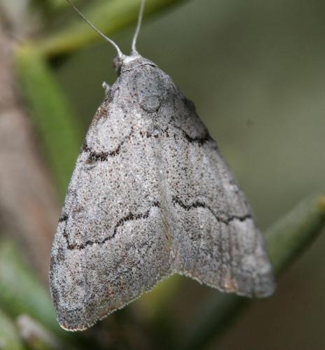 Réf. 42 235 : Nola thymula