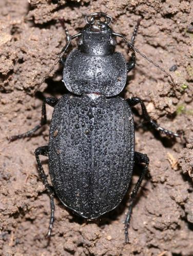 Licinus sp.
