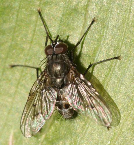 Helina sp.