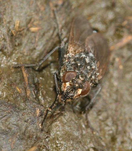 Réf. 42 072 : Polietes meridionalis