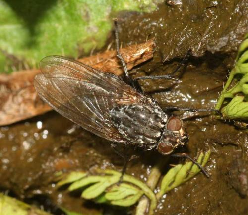 Réf. 42 073 : Polietes meridionalis