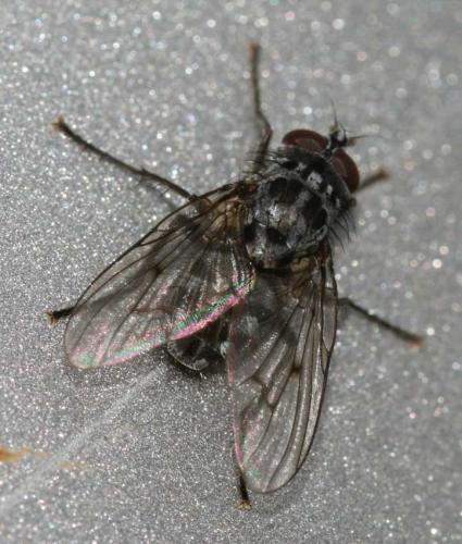 Réf. 42 089 : Phaonia trimaculata