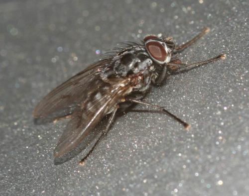 Réf. 42 088 : Phaonia trimaculata