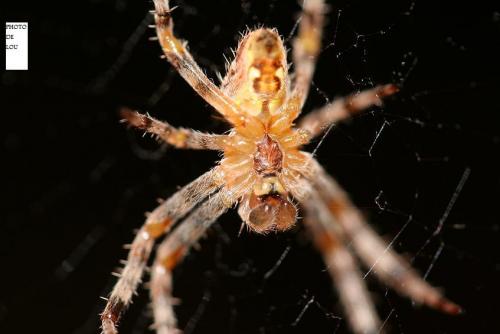 Araneus diadematus