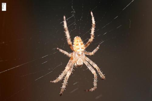 Araneus diadematus