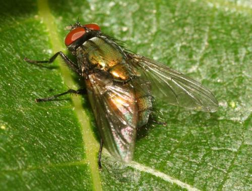 Réf. 42 211 : Eudasyphora sp.