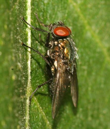 Réf. 42 212 : Eudasyphora sp.