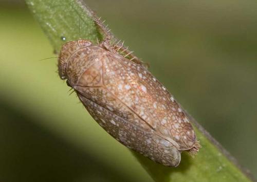 Phlepsius intricatus