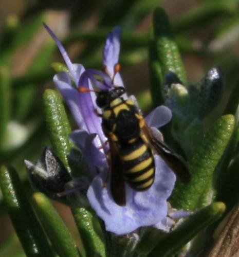 Celonites abbreviatus