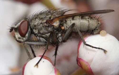 Leucophora sp.