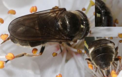 Cheilosia sp.