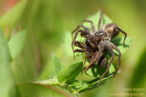 Philodromus sp.