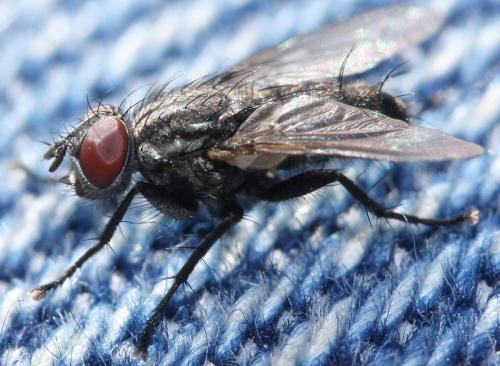 Blaesoxipha sp.