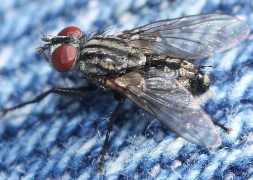 Blaesoxipha sp.