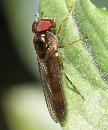 Réf. 42 726 : Melanostoma scalare