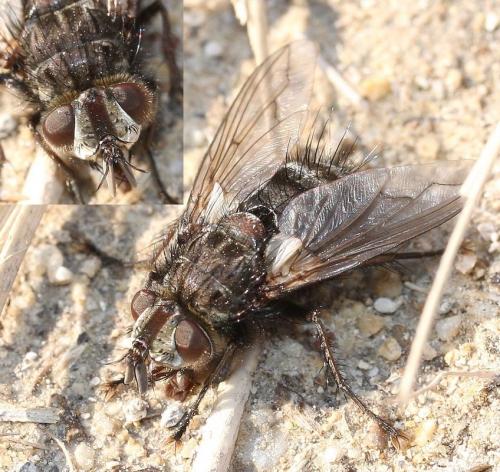 Bothria frontosa