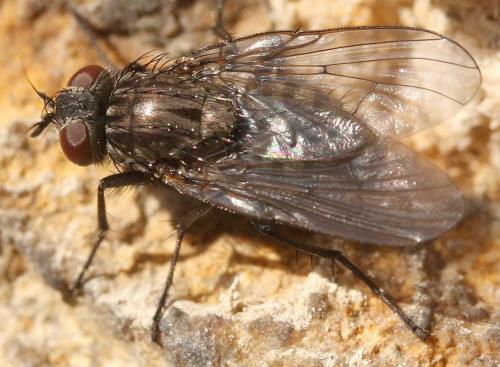 Helina sp.