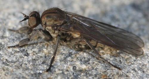 Hilara sp.