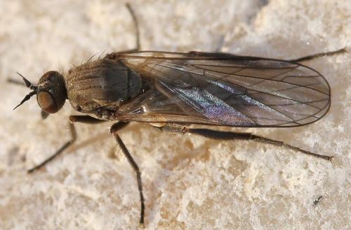 Hilara sp.
