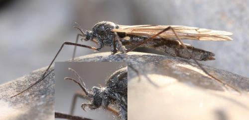 Hexatoma fuscipennis