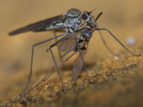 Réf. 42 913 : Clinocera sp.