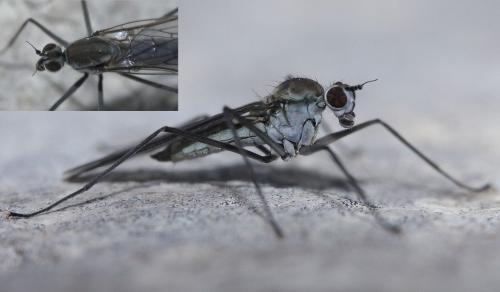 Réf. 42 914 : Clinocera sp.