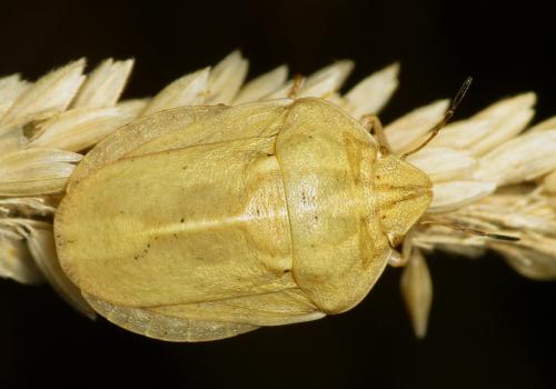 Réf. 42 266 : Eurygaster austriaca