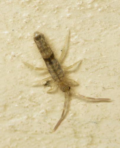 Réf. 42 422 : Seira domestica