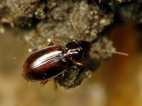 Réf. 42 119 : Trechus sp.