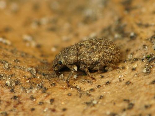 Réf. 42 114 : Trachyphloeus sp.