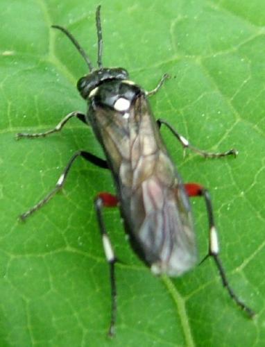Réf. 42 898 : Macrophya punctumalbum