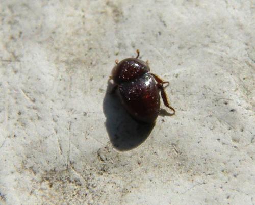 Réf. 42 505 : Thorictus grandicollis