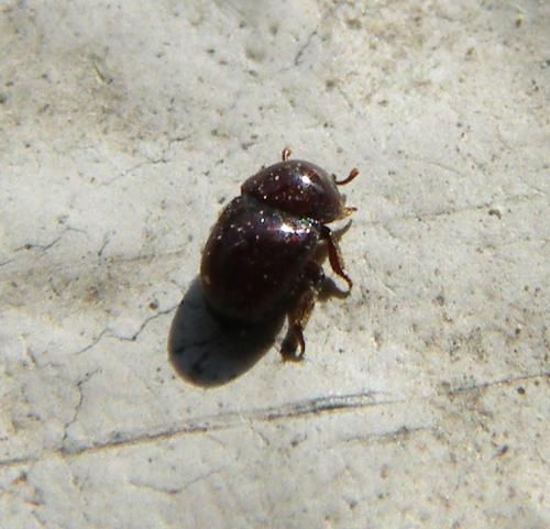 Réf. 42 506 : Thorictus grandicollis