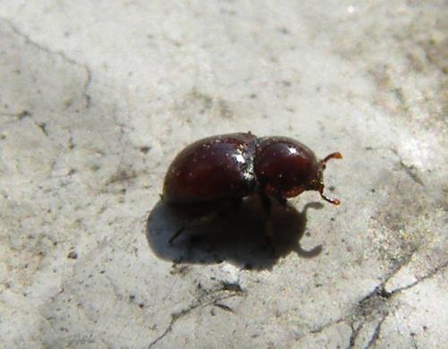 Réf. 42 507 : Thorictus grandicollis