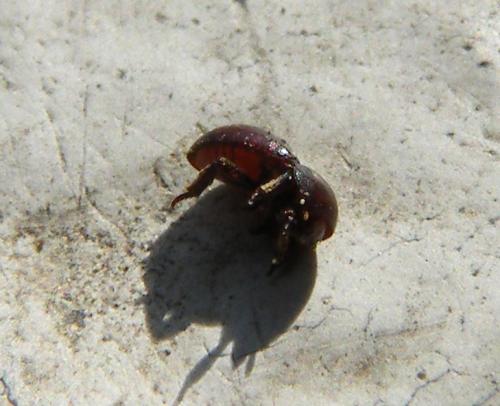 Réf. 42 508 : Thorictus grandicollis