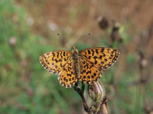 Réf. 42 605 : Boloria dia