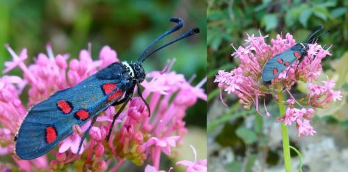 Zygaena lavandulae