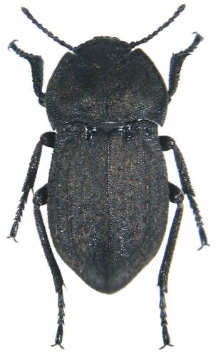 Asida jurinei