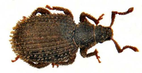 Cathormiocerus myrmecophilus