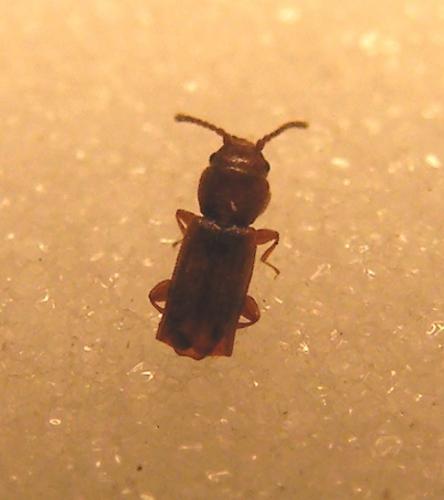Cryptolestes fractipennis