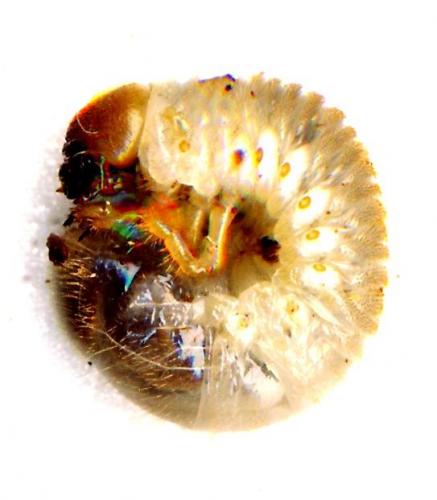 Réf. 42 423 : Calicnemis latreillii