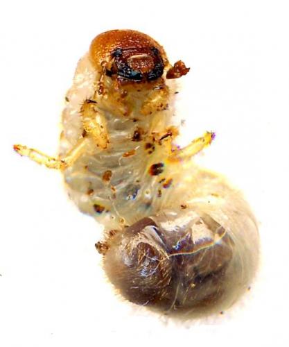 Réf. 42 424 : Calicnemis latreillii