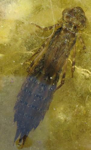 Anax sp.