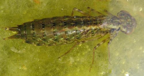Anax sp.