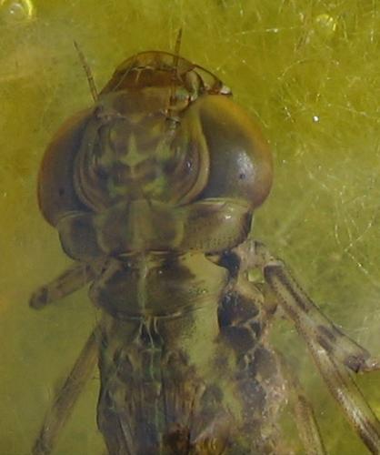 Réf. 42 452 : Anax sp.