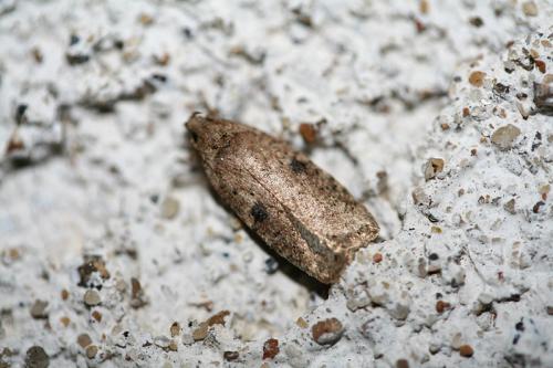 Réf. 42 531 : Agonopterix propinquella